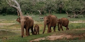Wildlife & Nature Tour